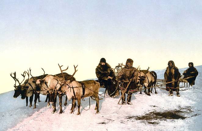 1024px-Archangel_reindeer3.jpg.662x0_q70_crop-scale