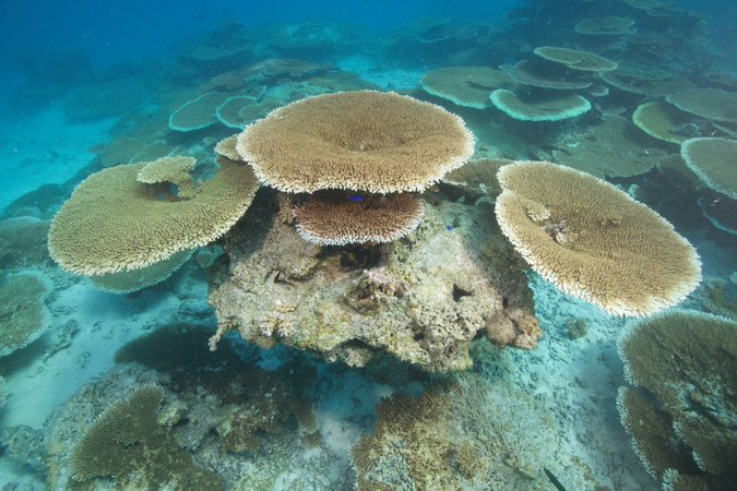 16CORALJP2-master675