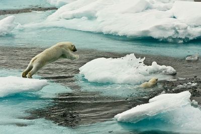 Polar Bears on Sea Ice Eisbaeren auf Eisscholle