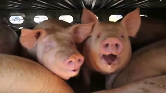2016-08-28-1472400197-5003819-pigsave-thumb