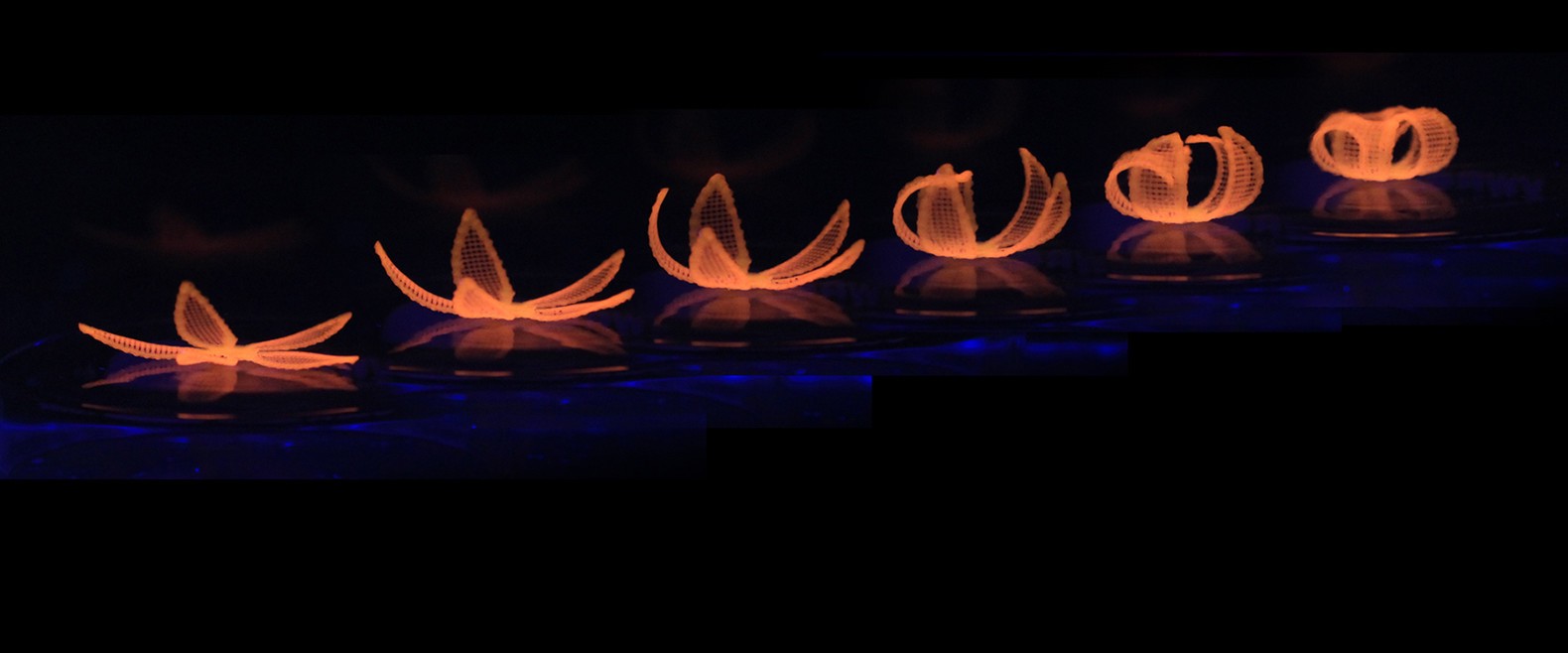 4d-flowers03-1580x658
