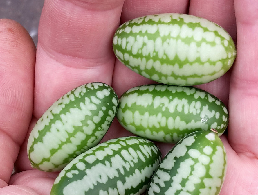 5-hand-holding-cucamelons-889x671