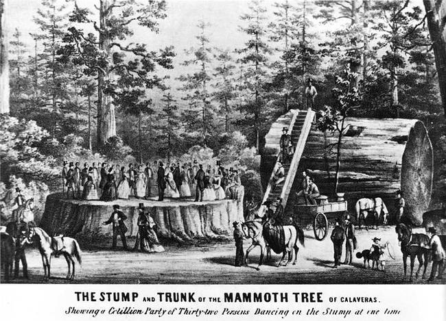 800px-Giant_sequoia_exhibitionism.jpg.650x0_q70_crop-smart
