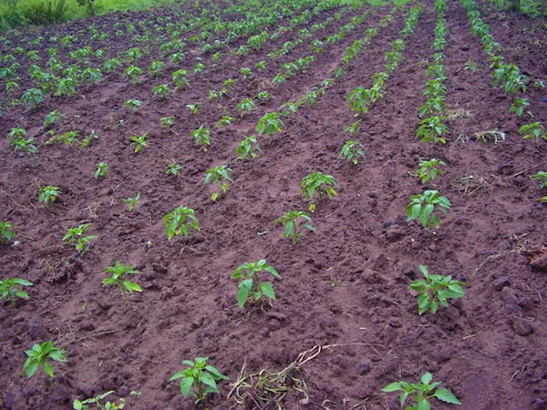Bell-peppers