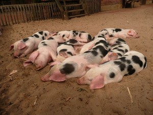 Bentheimer_Landschwein-pigs-300x225