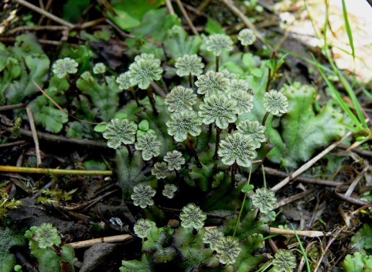Byrophytes1
