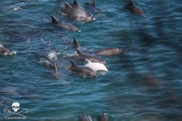 Dolphins