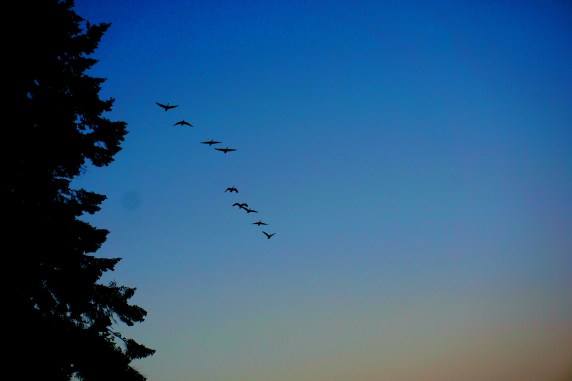 Eld-Inlet-Birds-Overhead