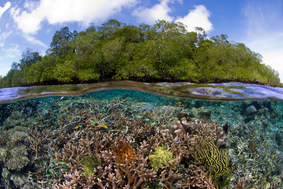 Split Image in Blue Water Mangroves