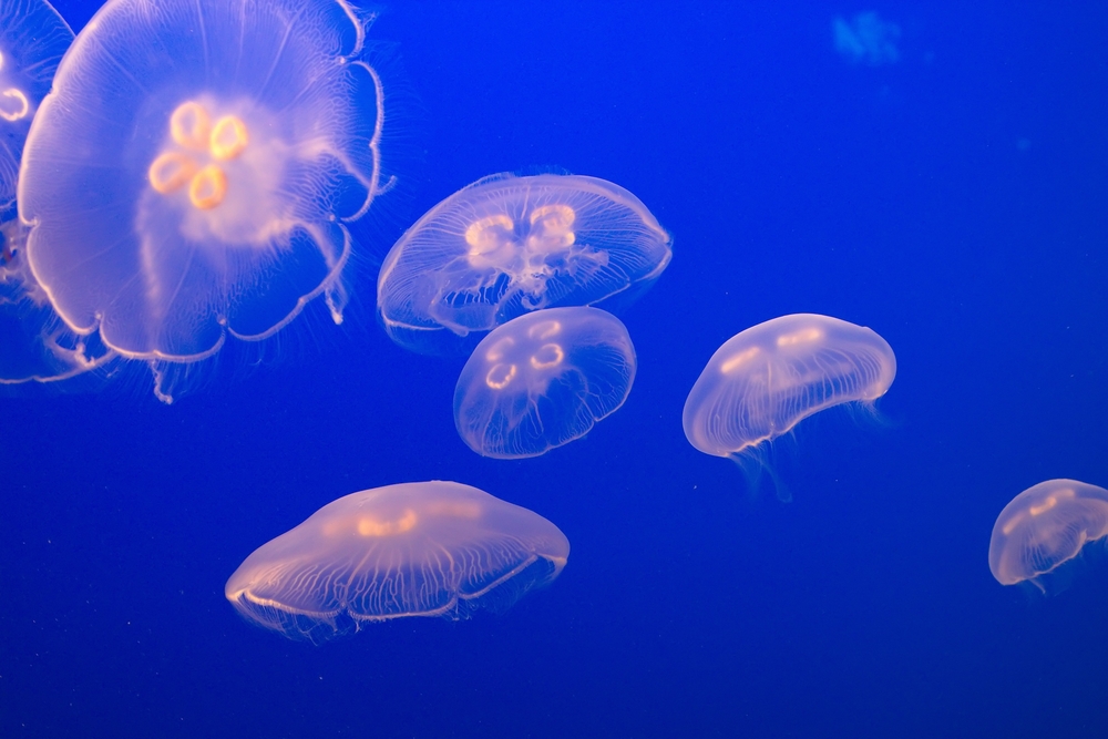 Jellyfish