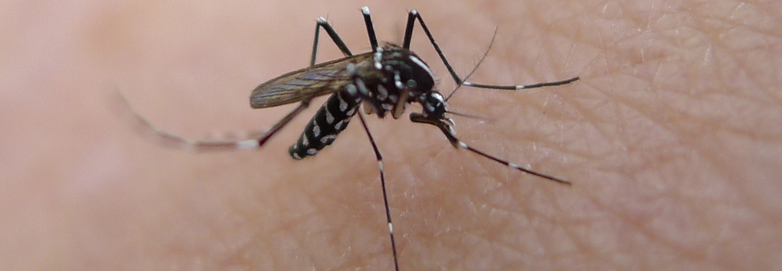 Mosquito-2-1580x549