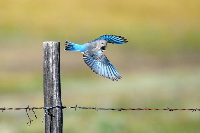 Mountain-Bluebird-NM.jpg.662x0_q70_crop-scale