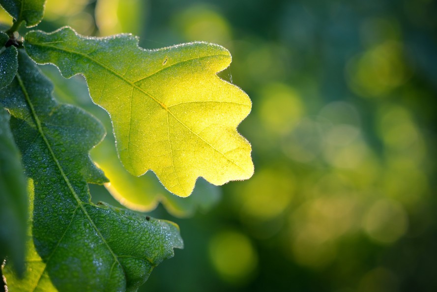 Oak-Leaf-Sodium-Battery-889x594