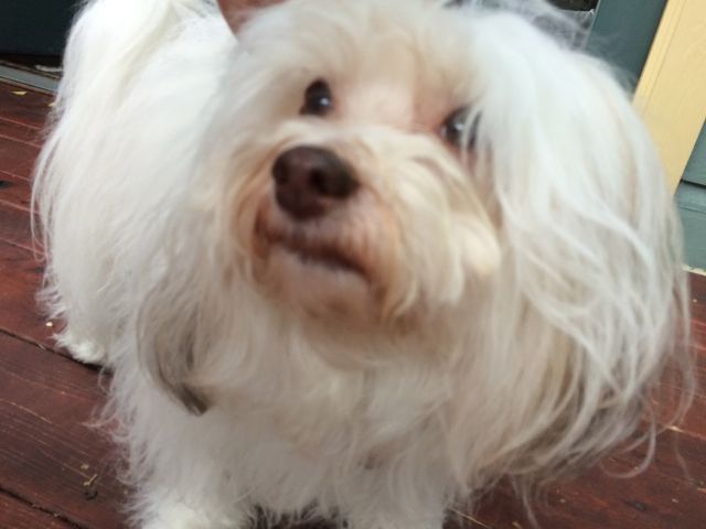 Park-lane-pooch