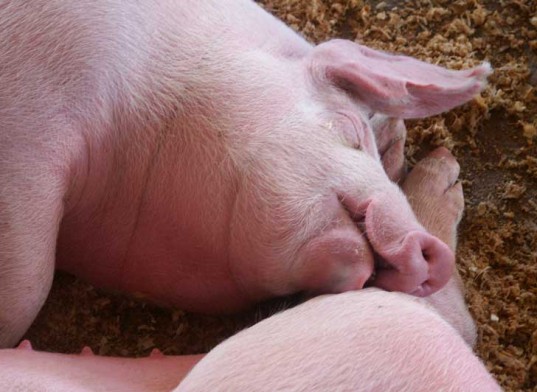 Pig-Farm-Abuse-3