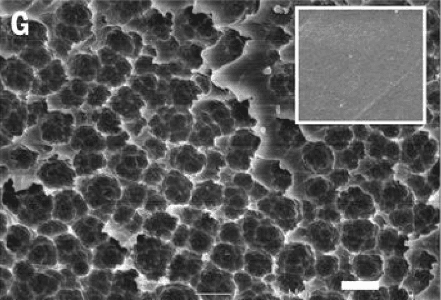Plastic-being-eaten-by-bacterium-889x605