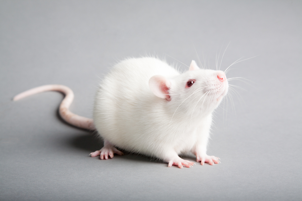 Rat