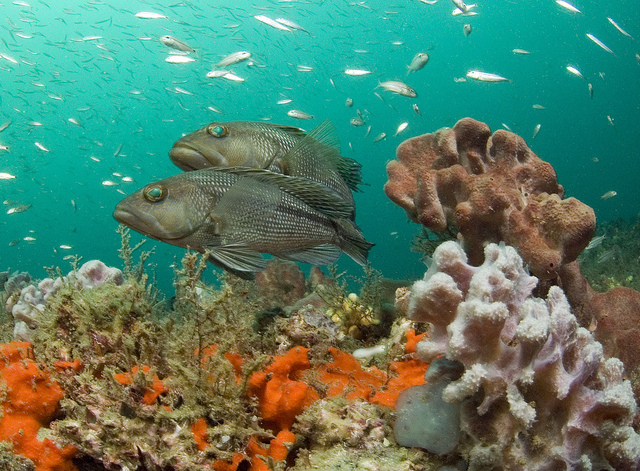 Seabass
