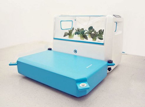 Sealeaf2