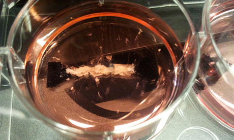 Test-tube meat