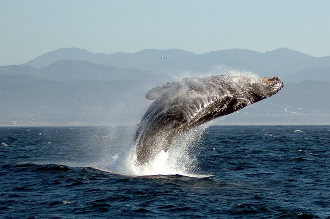 Whales