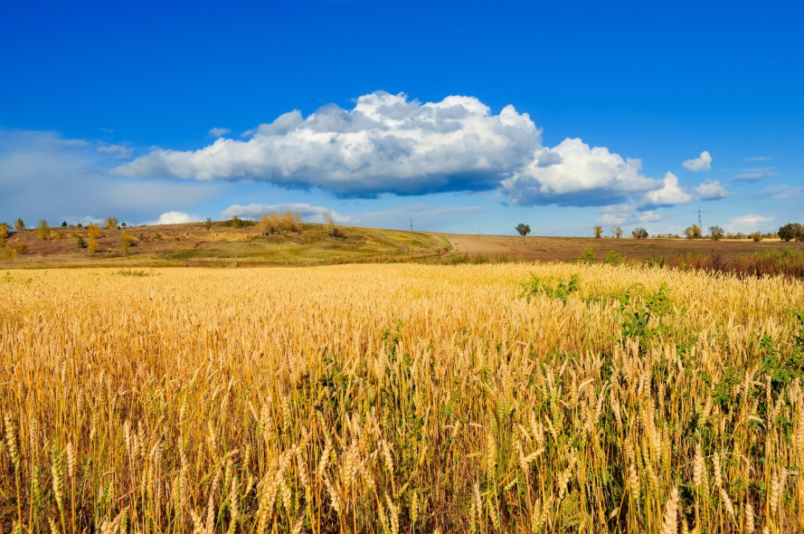 Wheat-Crops-Starvation-889x590