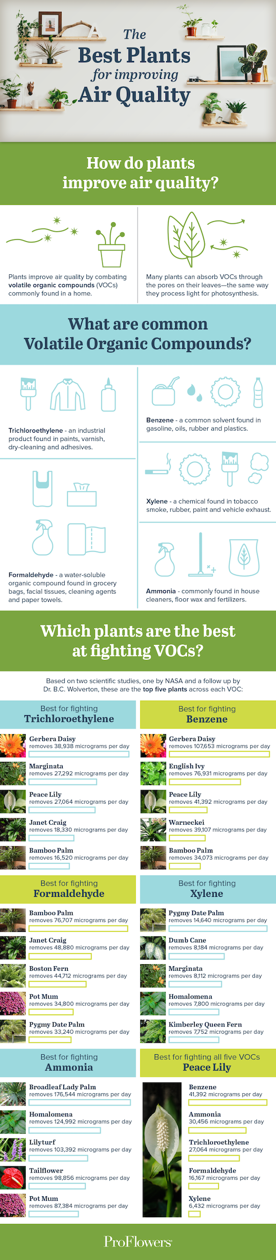 air-plants-voc