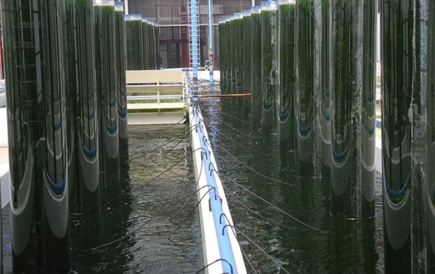 algae-ponds-889x560