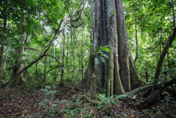 amazon-forest
