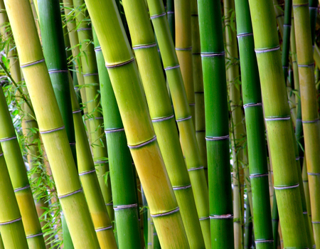 bamboointro
