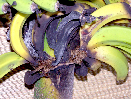 banana2
