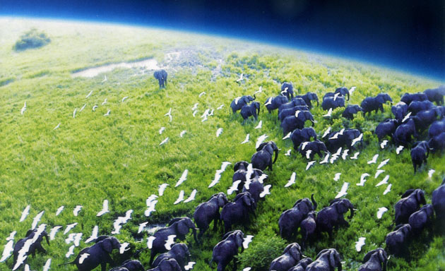 bbc-planet-earth