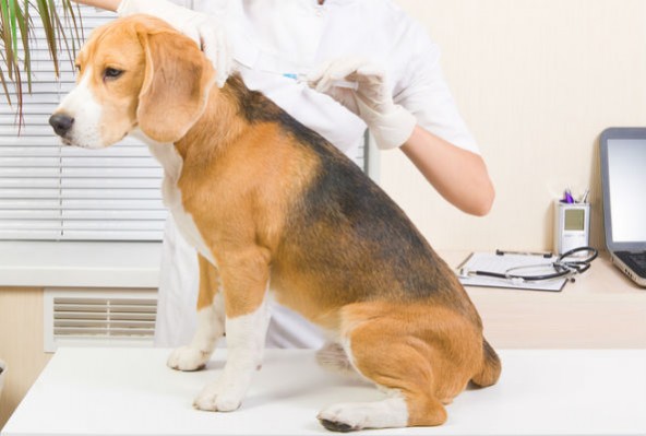 beagletesting-