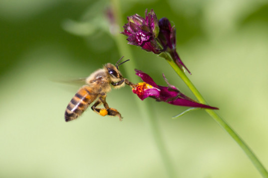 bee