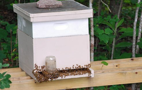 bees3