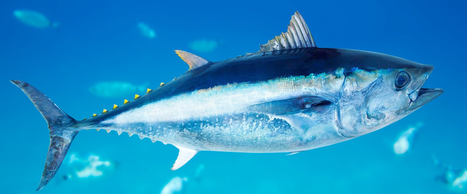 blue-fin-tuna-in-the-ocean-1580x658