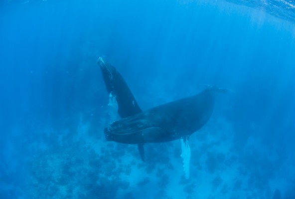 bluewhale