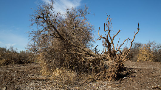 cadrought