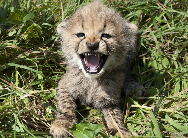 cheet