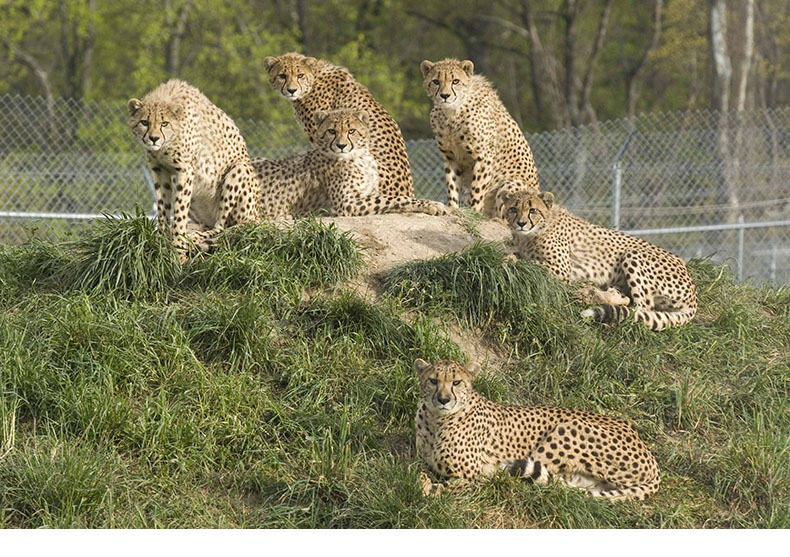 Cheetah family group, Amani and 11 month old cubs