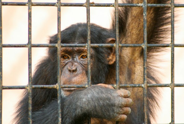 chimpanzee