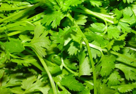 cilantro