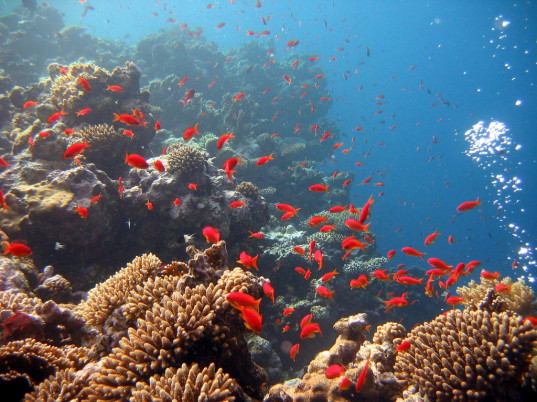 coral