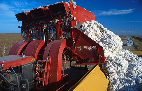 cotton-crop-pesticides-photo