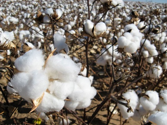 cotton1