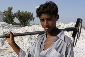 cotton