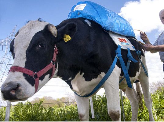 cow