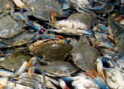 crab
