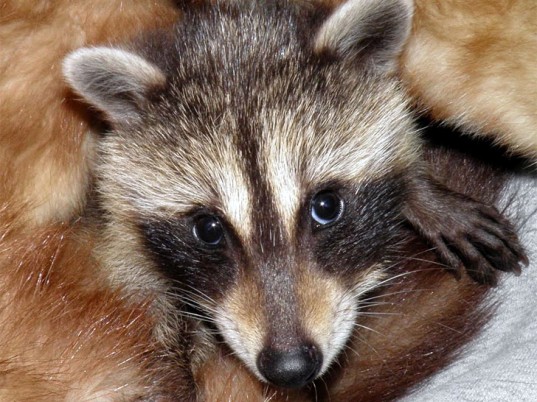 cub