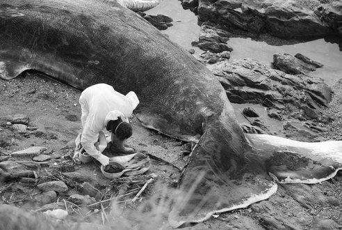 dead-sperm-whale